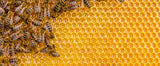 Contribute $5 to Save the Bees and Safe Seeds