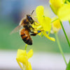 Bee Venom Salve