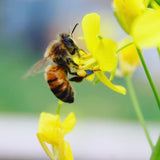 Bee Venom Salve