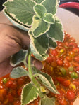 SPRING BREAK KIDS FARM CAMP - ENROLLMENT FEE