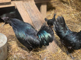 SPRING BREAK KIDS FARM CAMP - ENROLLMENT FEE