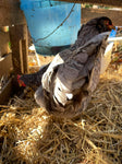 Workshop: Intro to Backyard Chicken Keeping
