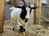 SUMMER FARM CAMP SESSION 1