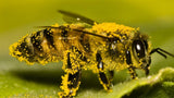 Contribute $5 to Save the Bees and Safe Seeds