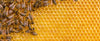 Contribute $5 to Save the Bees and Safe Seeds