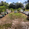 Contribute $5 to Save the Bees and Safe Seeds