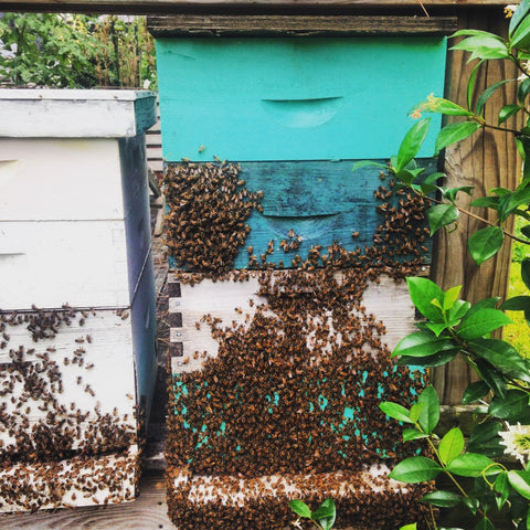 Sponsor a Hive to Help Save the Bees