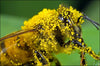 Contribute $5 to Save the Bees and Safe Seeds
